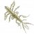Силиконовые приманки Bait Breath Skeleton Shrimp 2.7"